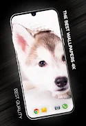 Puppies Wallpapers in 4K स्क्रीनशॉट 0