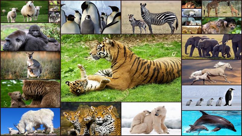 Baby Animal Jigsaw Puzzles Ekran Görüntüsü 0