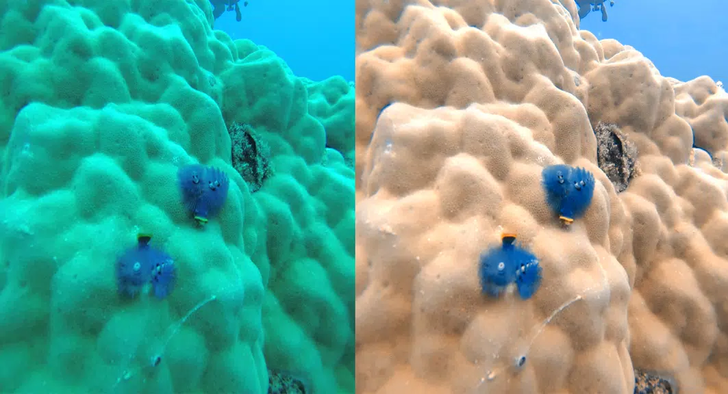 UwEdit - Diving footage editor应用截图第1张