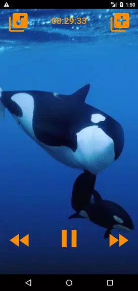 Whales songs to sleep Ảnh chụp màn hình 3