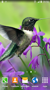 Hummingbirds Live Wallpaper স্ক্রিনশট 1