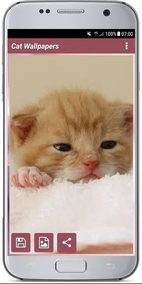 CUTE CAT WALLPAPERS Screenshot 3