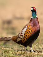 Pheasant sounds ภาพหน้าจอ 0