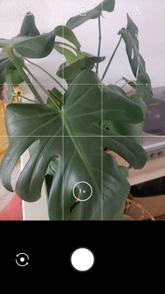 LeafSnap Plant Identification Скриншот 0