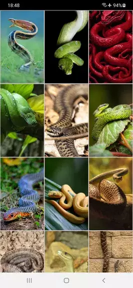 Snake Wallpapers স্ক্রিনশট 1