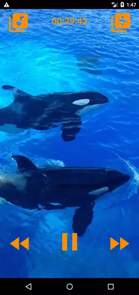 Whales songs to sleep Ảnh chụp màn hình 0