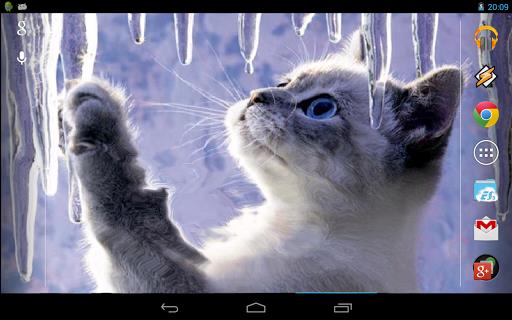 Interactive Kitten Captura de pantalla 3